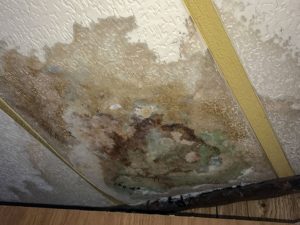 Tips To Deal With Mold Mildew And Water